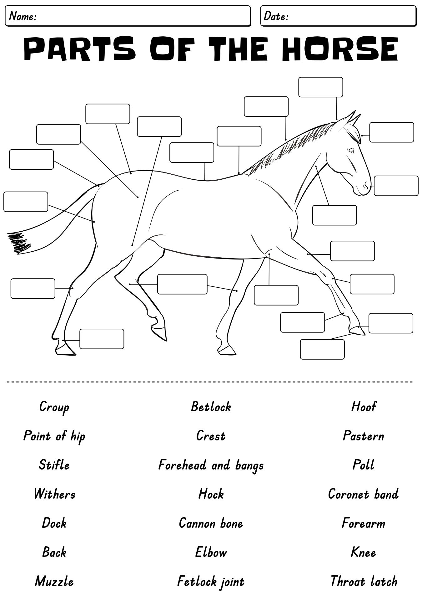 13 Points Of The Horse Worksheet Free PDF At Worksheeto Free Horse Unit Study Resources Horse Anatomy Horses Worksheets Library