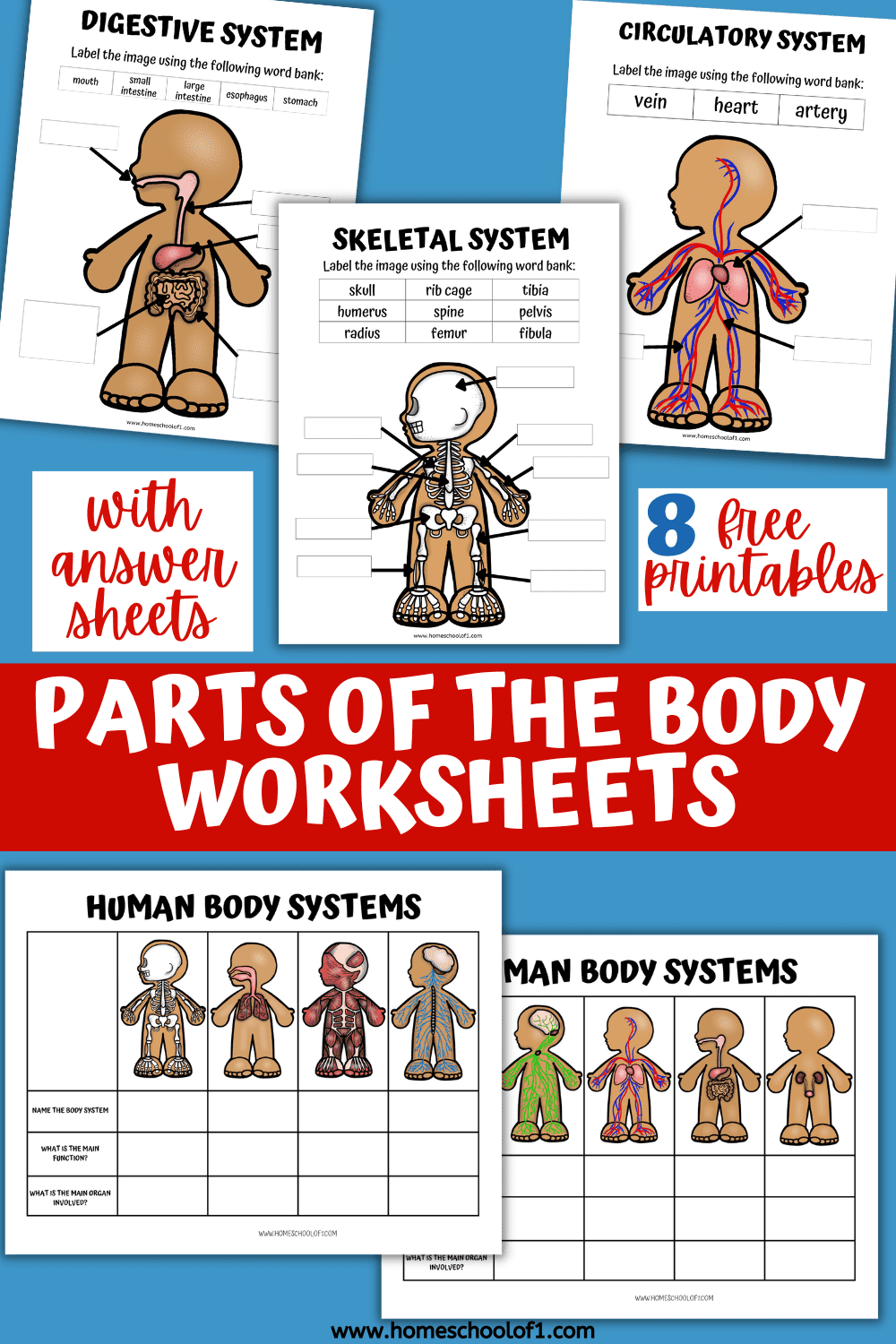 8 Human Body Systems Worksheets For Kids Homeschool Of 1