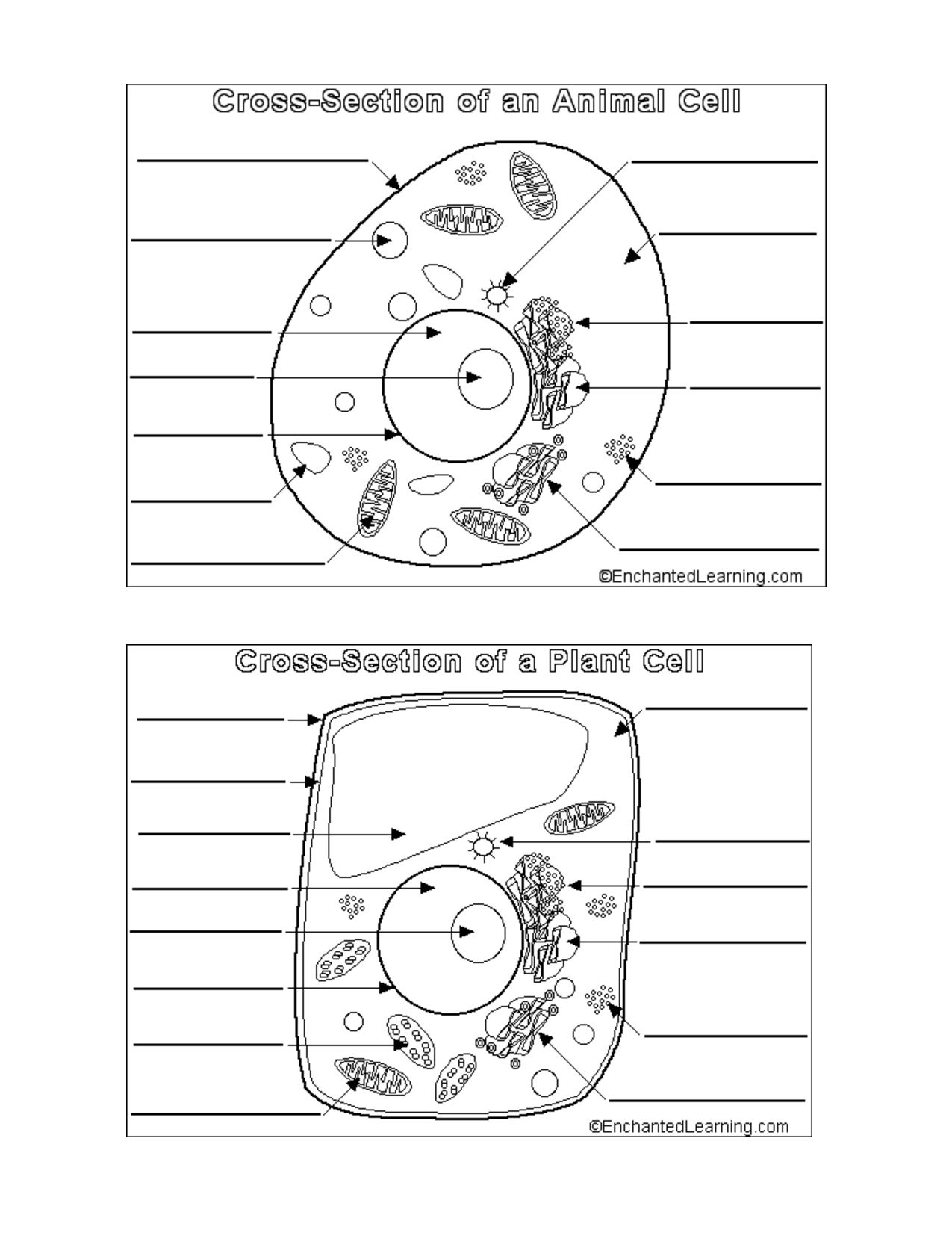 Animal And Plant Cell Worksheets Printable Animal Cells Worksheets Library Plant And Animal Cell Diagram Worksheet Version 2 Studocu