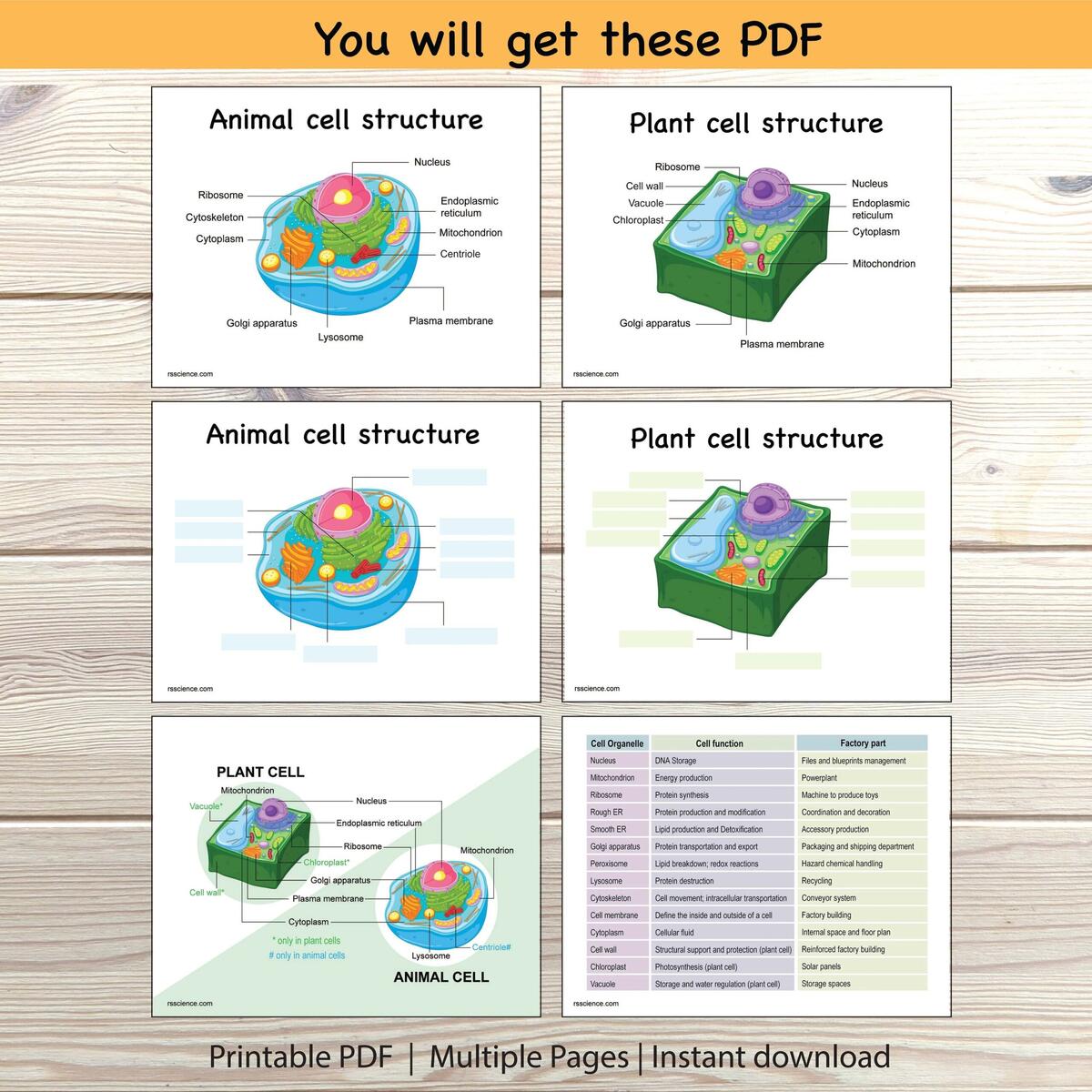 Animal Plant Cell Structure Worksheet Labeling Diagram Printable Etsy