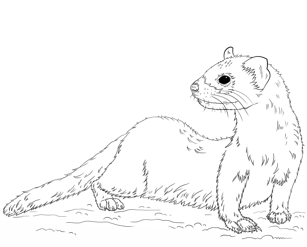 Black footed Ferret Coloring Page Free Printable