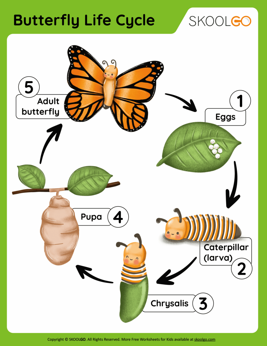 Butterfly Life Cycle Free Worksheet SKOOLGO Butterfly Life Cycle Free Worksheet SKOOLGO