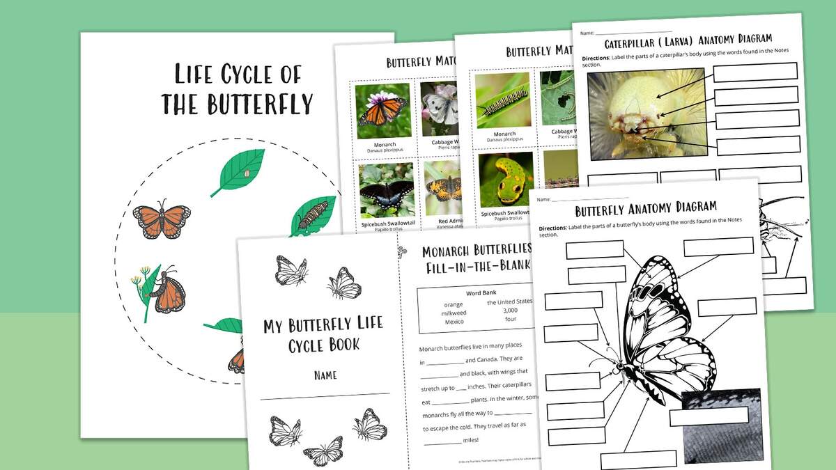 Butterfly Life Cycle Worksheet Bundle Free Printables Free Butterfly Life Cycle Printable Fun A Day