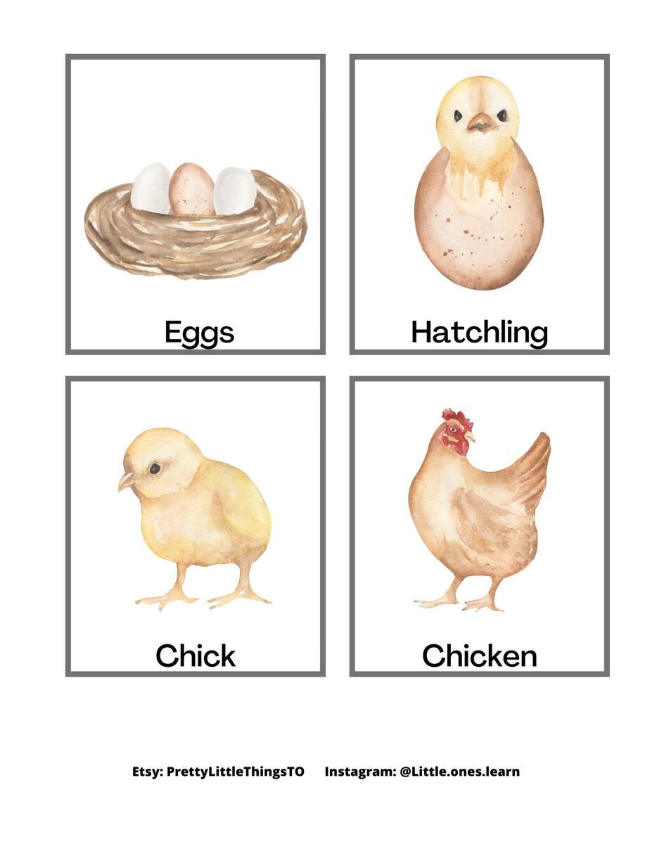 Chicken Life Cycle Sequence Set Etsy Israel Printable 3rd Grade Chicken Life Cycle Worksheets