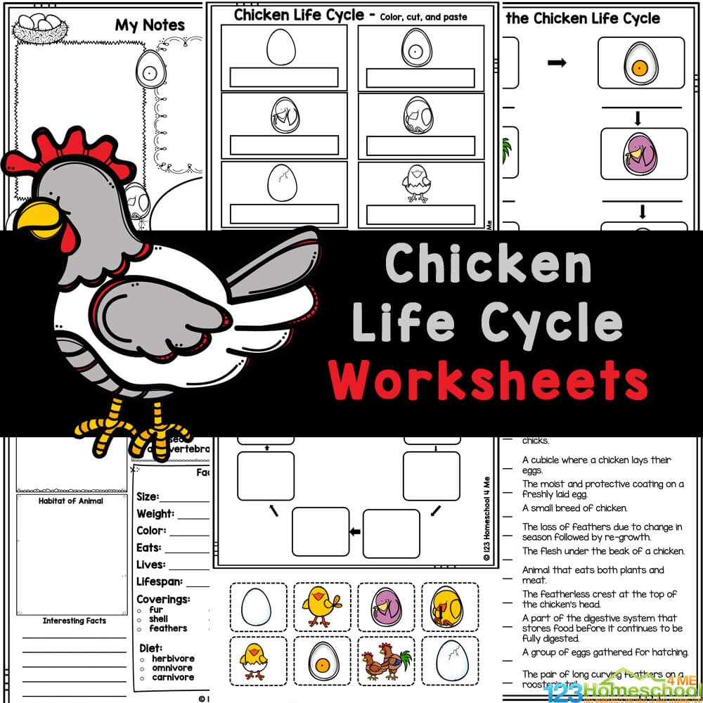 Chicken Life Cycle Worksheets Chicken Life Cycle Worksheets