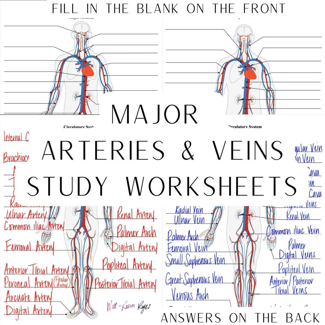 Circulatory System Major Arteries Major Veins Digital Worksheets Study Worksheets Label The Major Arteries Major Veins Etsy Ireland Circulatory System Major Arteries Major Veins Digital Worksheets Study Worksheets Label The Major Arteries Major Veins Etsy Ireland