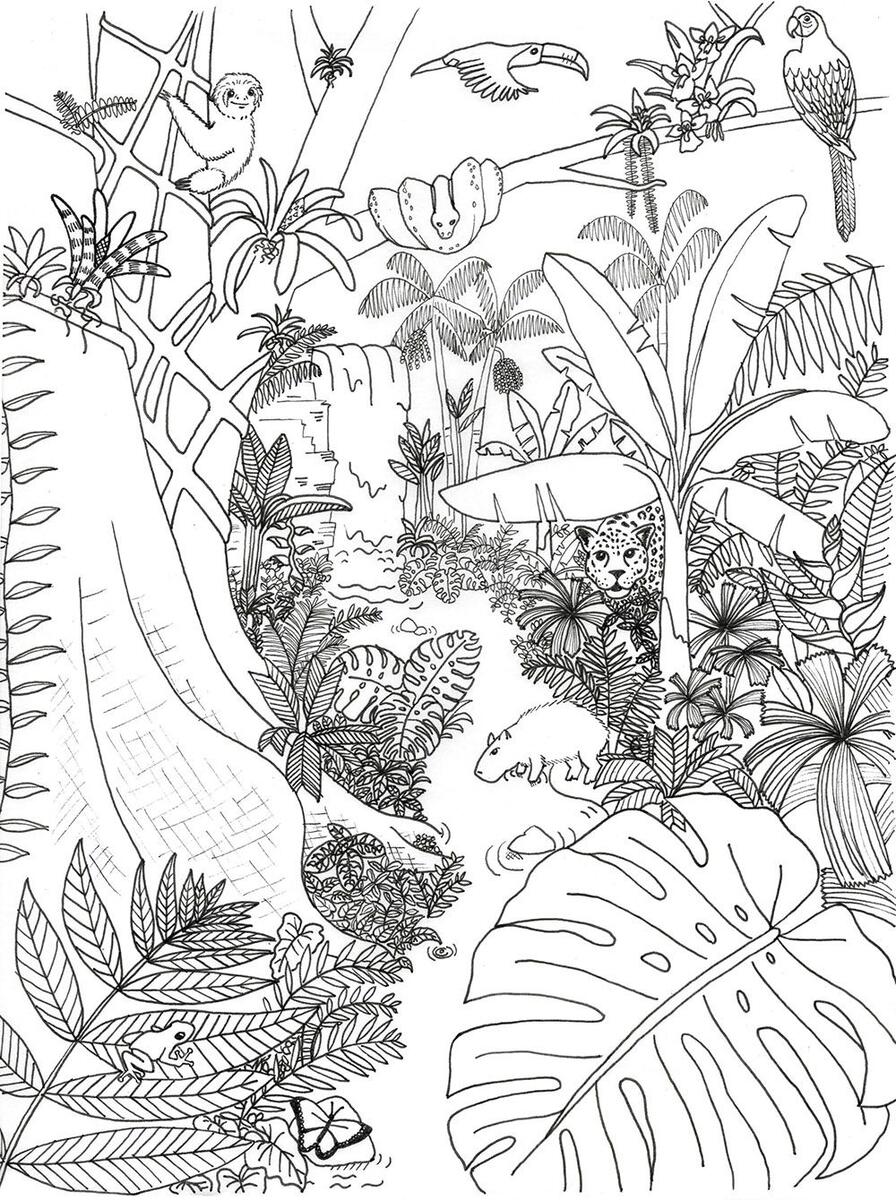 Coloring Pages Archives Rainforest Alliance I Spy African Animals Free Worksheet SKOOLGO