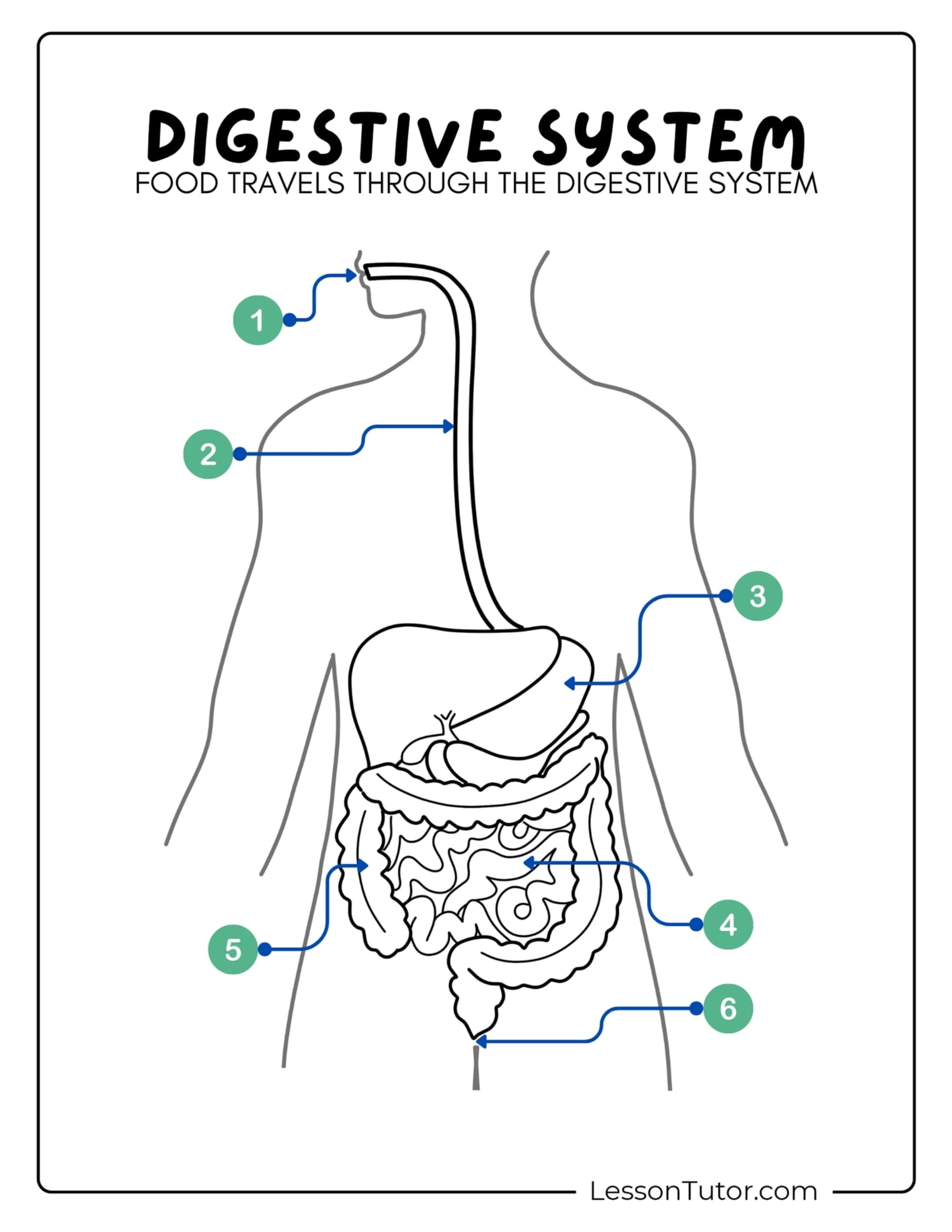 Digestive System Labeling Free Worksheet Storyboard That