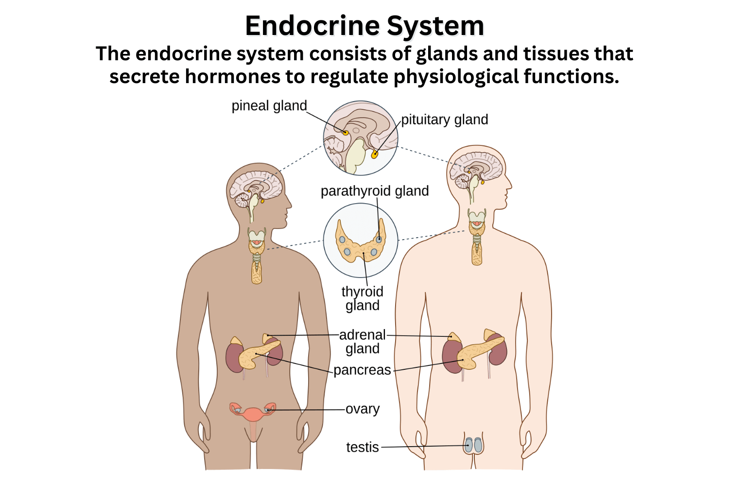 Endocrine System Diagram Function Hormones Diseases Endocrine System Diagram Function Hormones Diseases