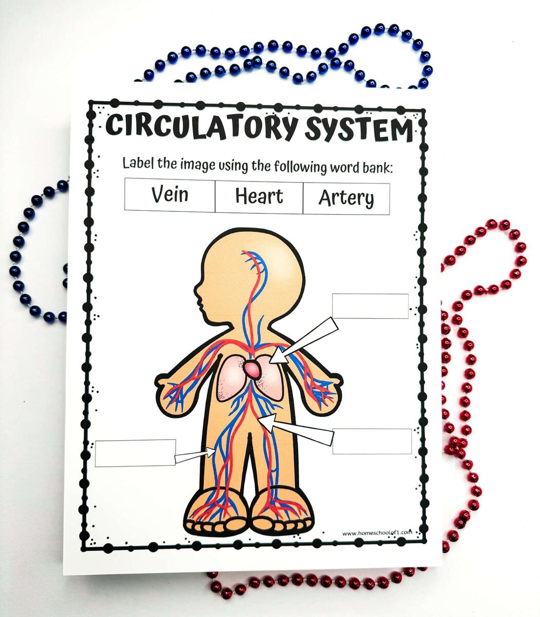 Free Circulatory System Labeling Worksheet Label Arteries And Veins Worksheet Worksheets Library
