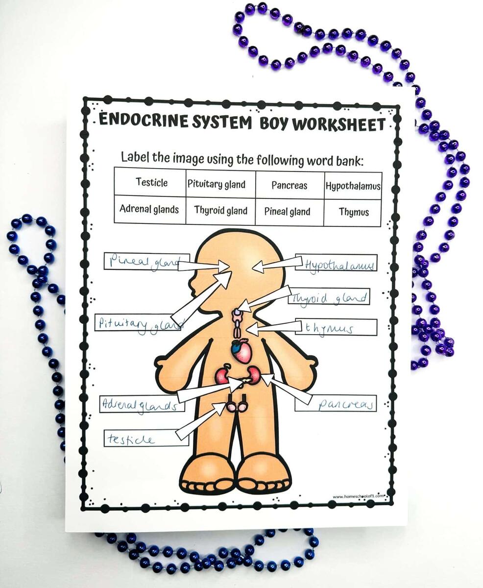 Free Endocrine System Labeling Worksheet For Kids Free Endocrine System Labeling Worksheet For Kids