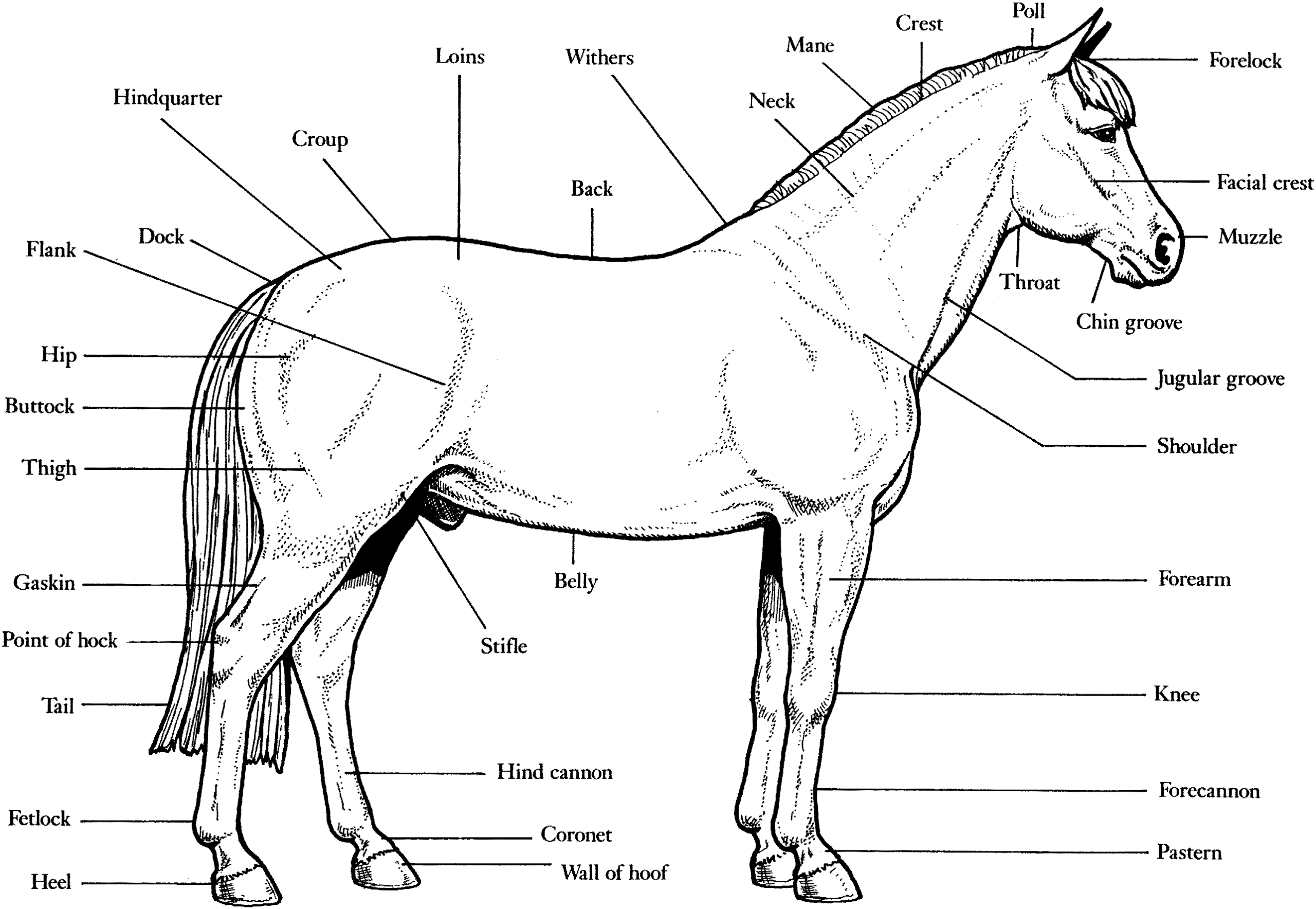 Free Horse Unit Study Resources Horse Anatomy Horses Worksheets Library Free Horse Unit Study Resources Horse Anatomy Horses Worksheets Library