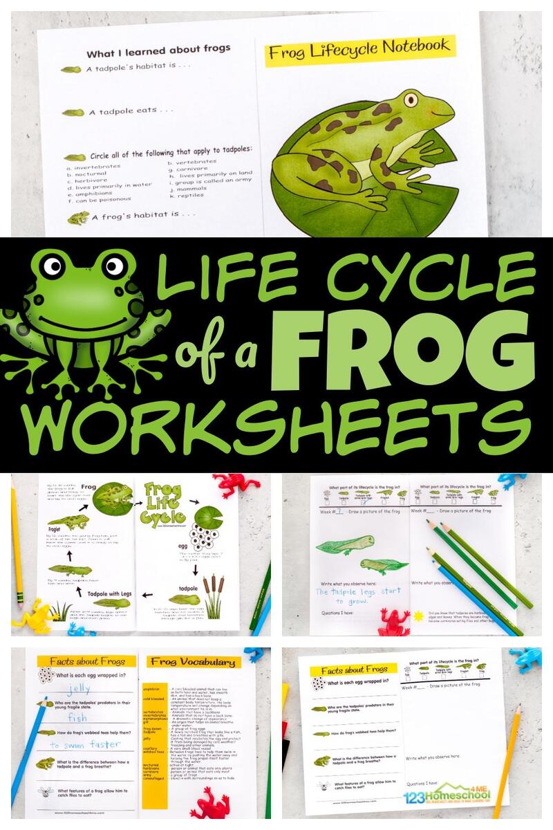 FREE Printable Life Cycle Of A Frog Worksheets Frog Life Cycle Free Worksheet SKOOLGO