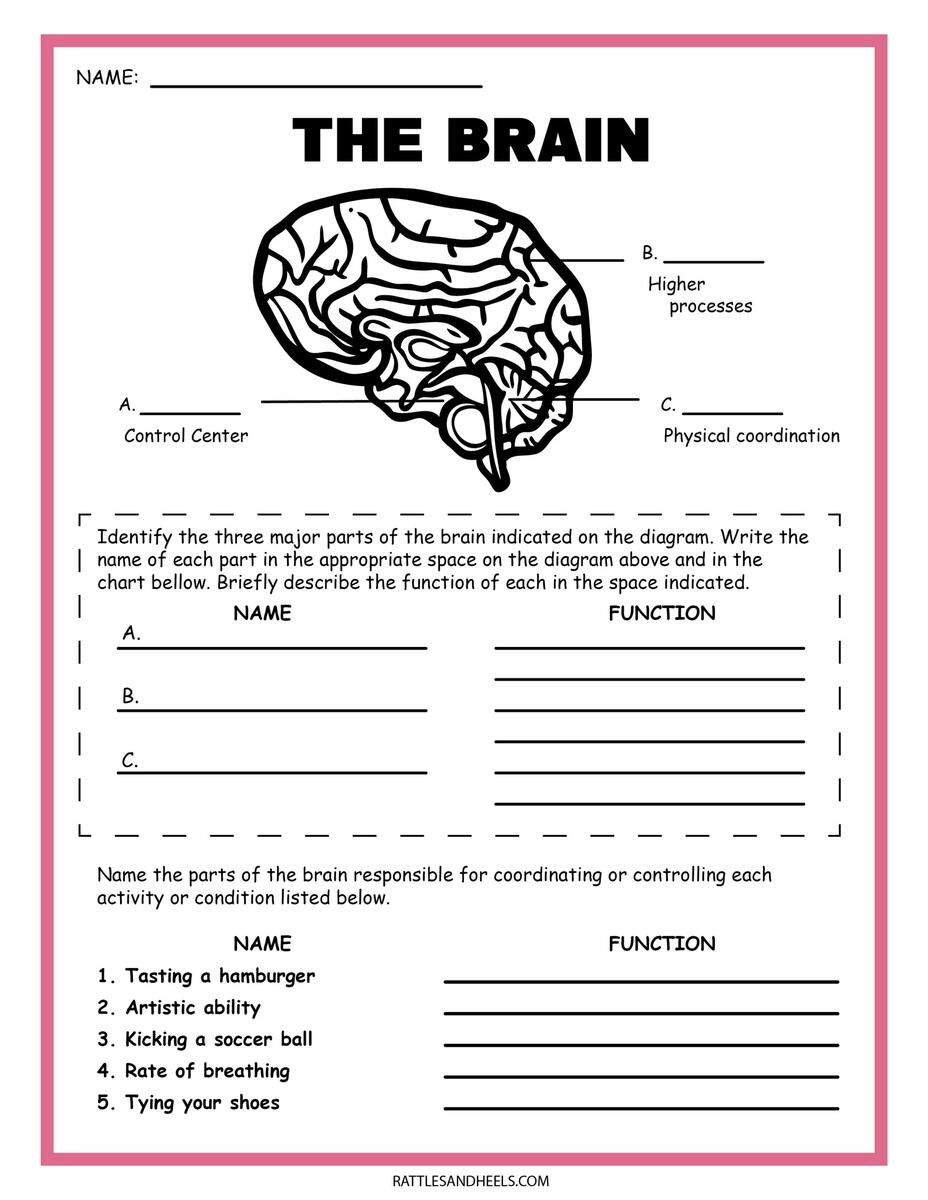 Free Science Worksheets The Nervous System Adanna Dill Body Systems Lesson Worksheets E Lesson Plan Grade 5 Worksheets Library