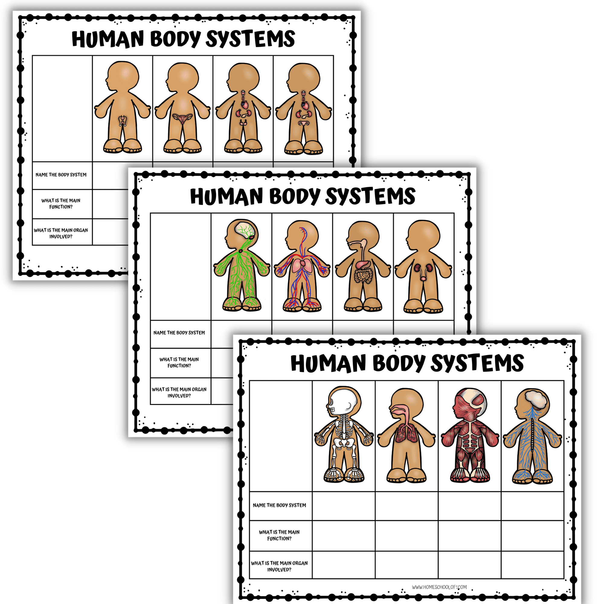 Human Body Systems Bundle Human Body Systems Bundle