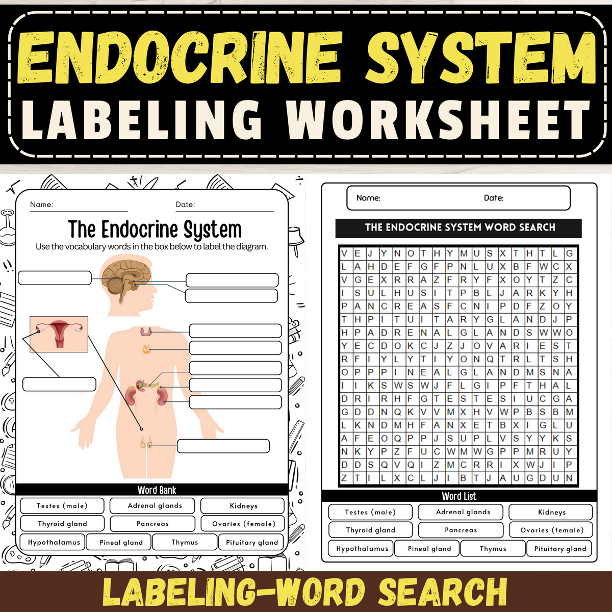 Label The Endocrine System Worksheet Endocrine System Activity Anatomy Made By Teachers Free Endocrine System Labeling Worksheet For Kids