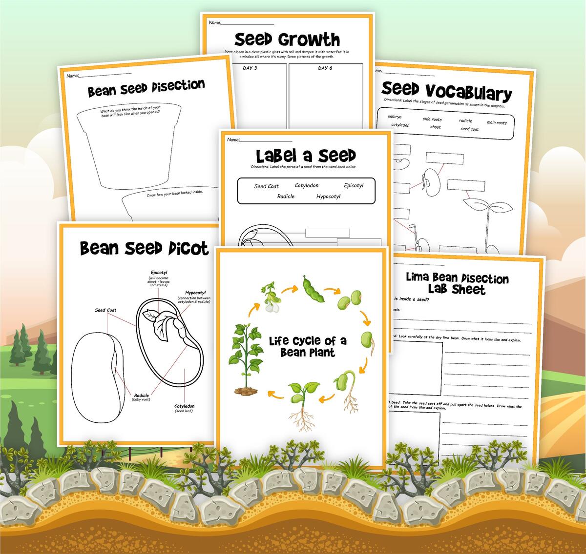 Life Cycle Of A Bean Plant Little Bins For Little Hands