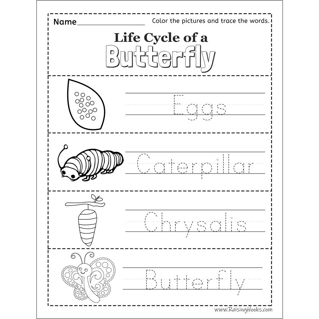Life Cycle Of A Butterfly Tracing Worksheet Raising Hooks Free Butterfly Life Cycle Printable Fun A Day