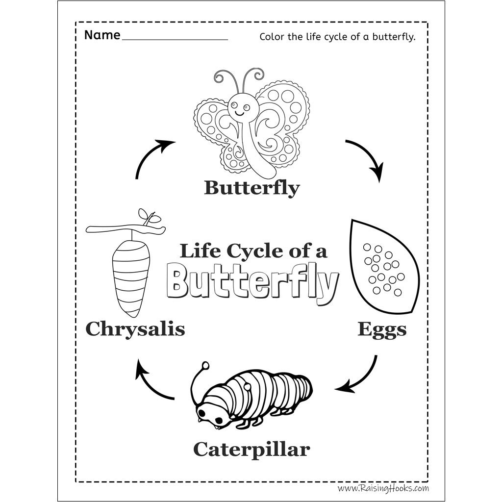 Life Cycle Of A Butterfly Worksheet Raising Hooks Free Butterfly Life Cycle Printable Fun A Day