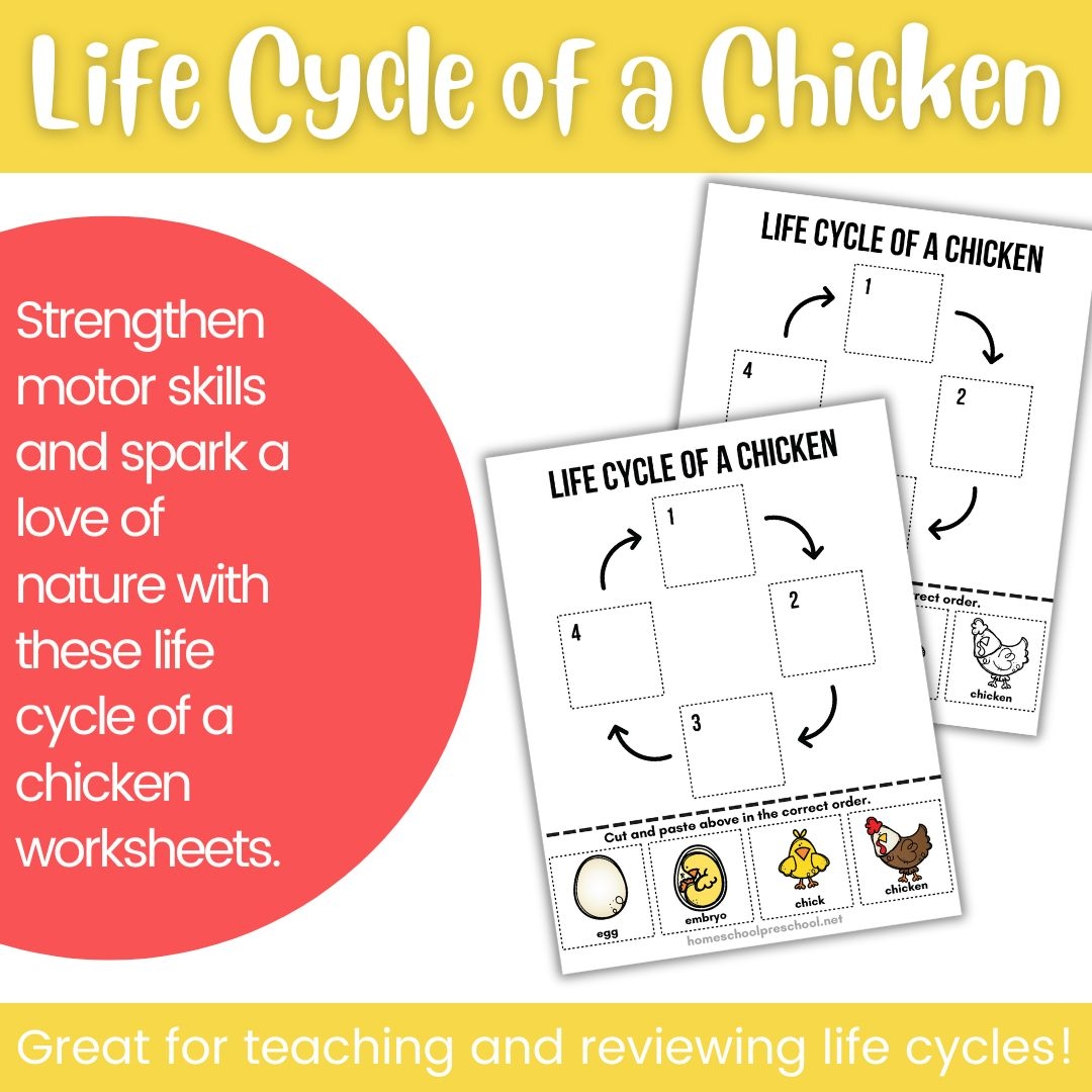 Life Cycle Of A Chicken Worksheet Homeschool Preschool Shop Life Cycle Of A Chicken Worksheet Homeschool Preschool Shop