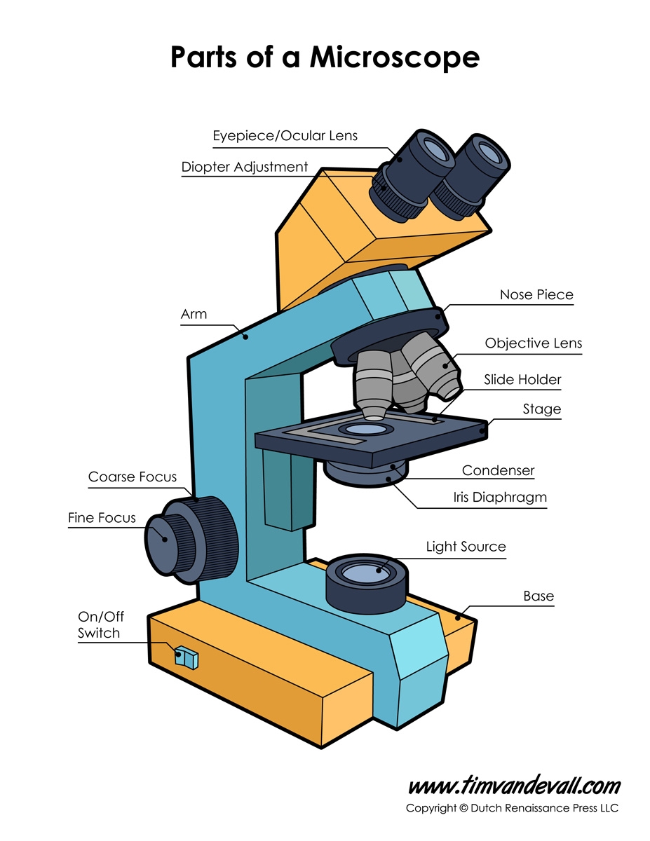 Microscope Diagram Labeled Unlabeled And Blank Parts Of A Microscope Microscope Diagram Labeled Unlabeled And Blank Parts Of A Microscope