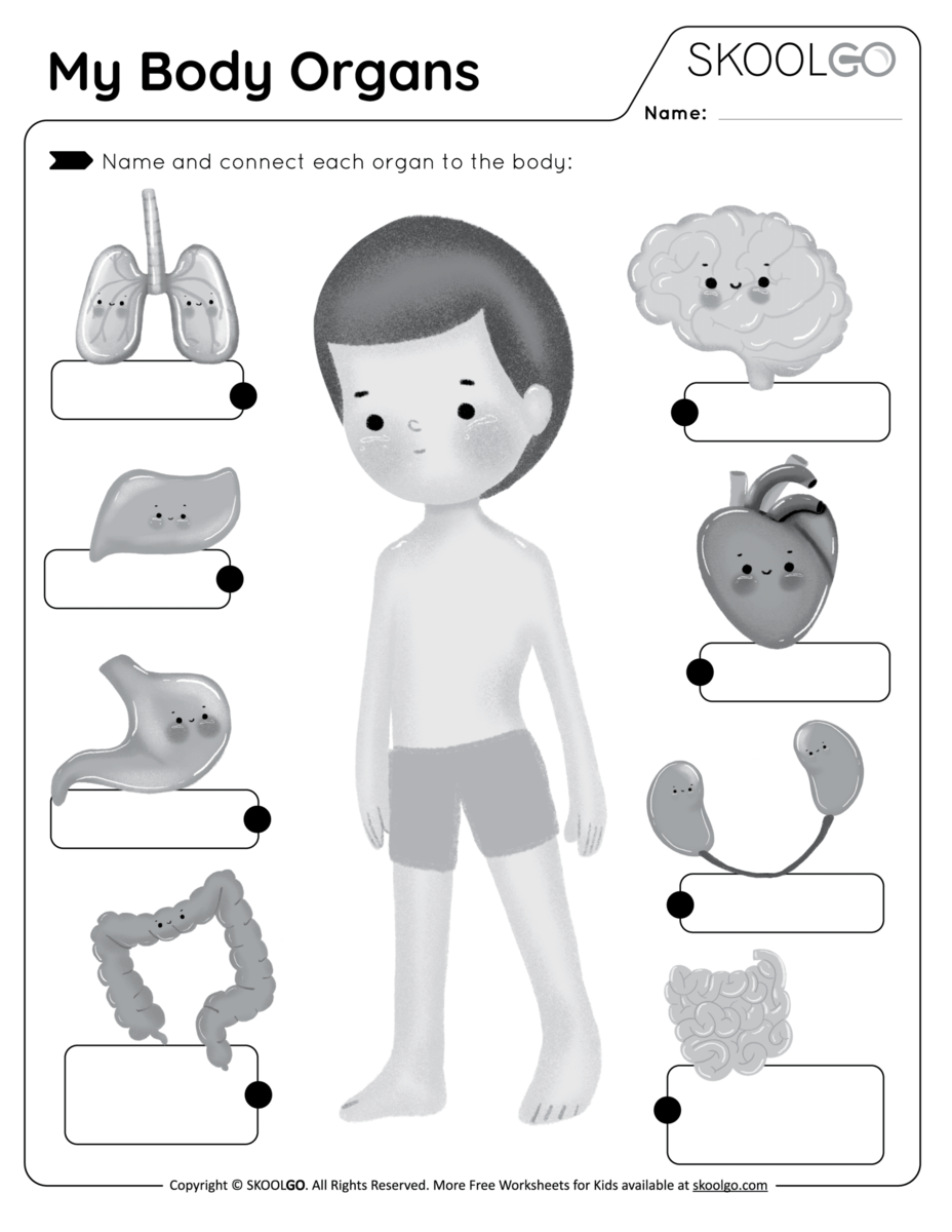 My Body Organs Free Worksheets SKOOLGO My Body Organs Free Worksheets SKOOLGO