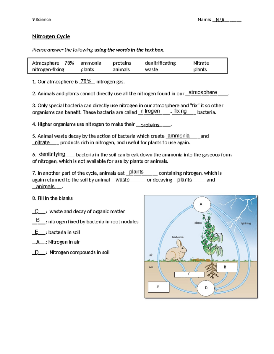 Nitrogen Cycle Worksheet Understanding Nitrogen Sources Processes Studocu Nitrogen Cycle Worksheet Understanding Nitrogen Sources Processes Studocu