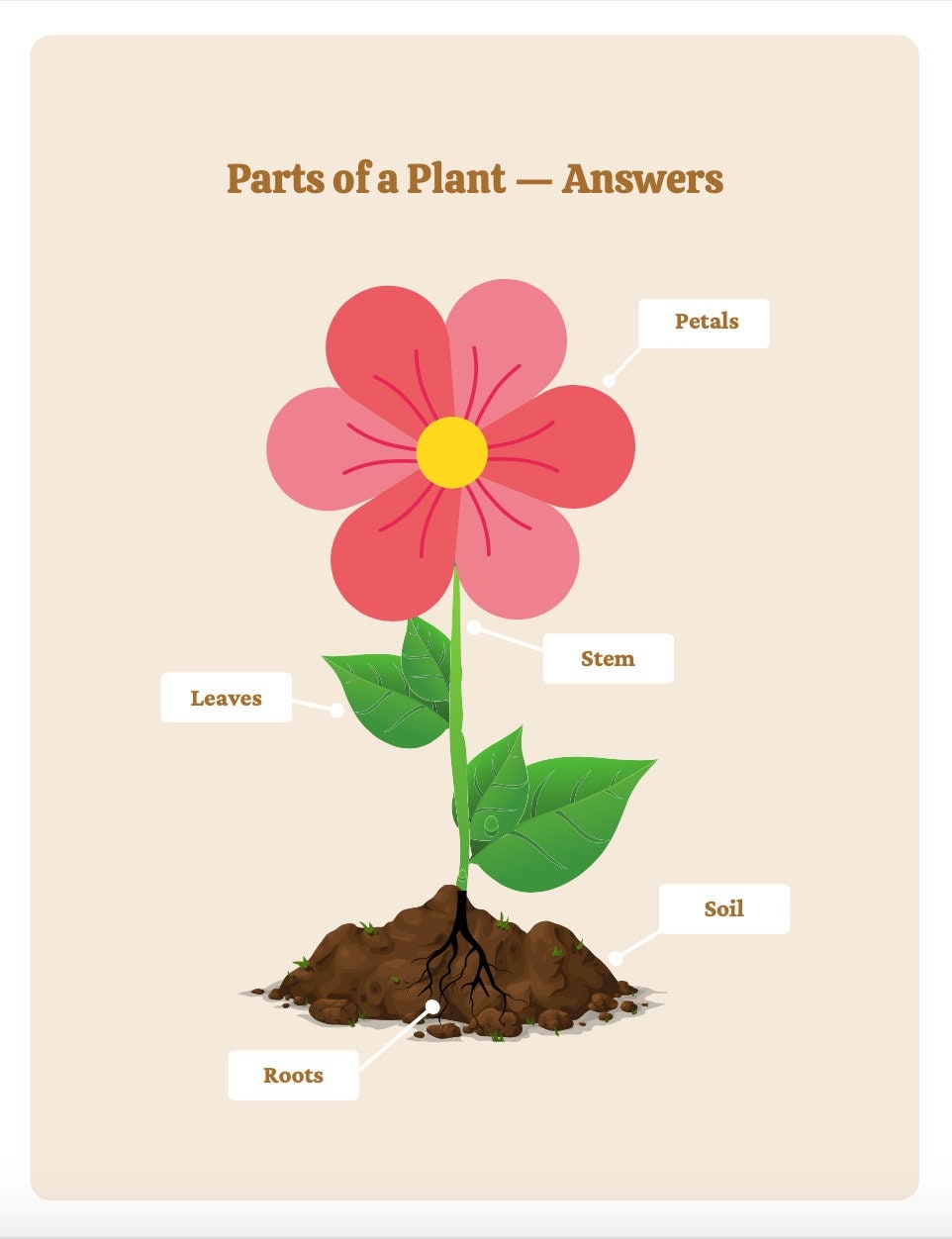 Parts Of A Plant Worksheet Parts Of The Plant Labeling Activity Summer School Resources Home School Plant Activity Etsy Parts Of A Plant Worksheet Parts Of The Plant Labeling Activity Summer School Resources Home School Plant Activity Etsy