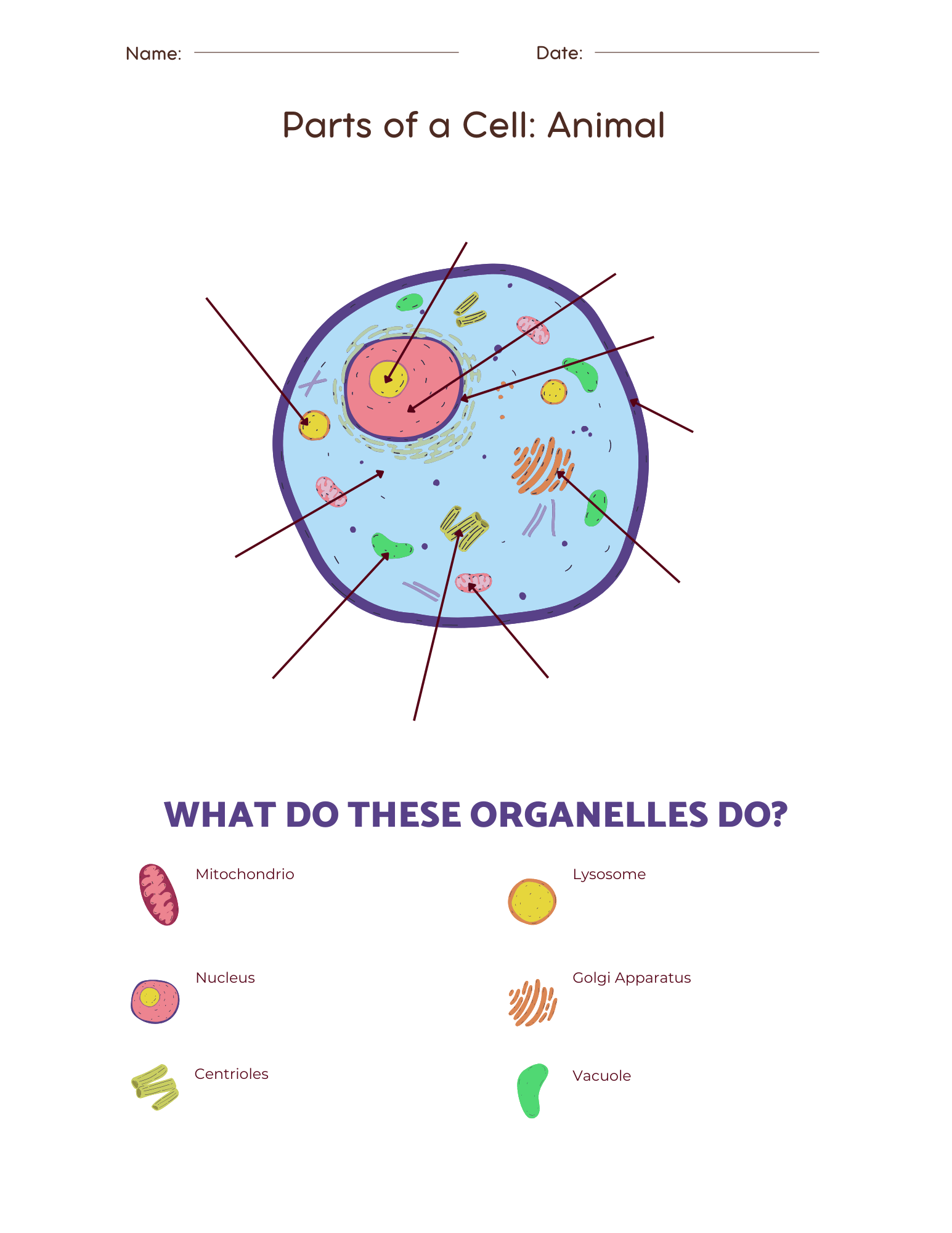 Parts Of An Animal Cell Worksheet Education World