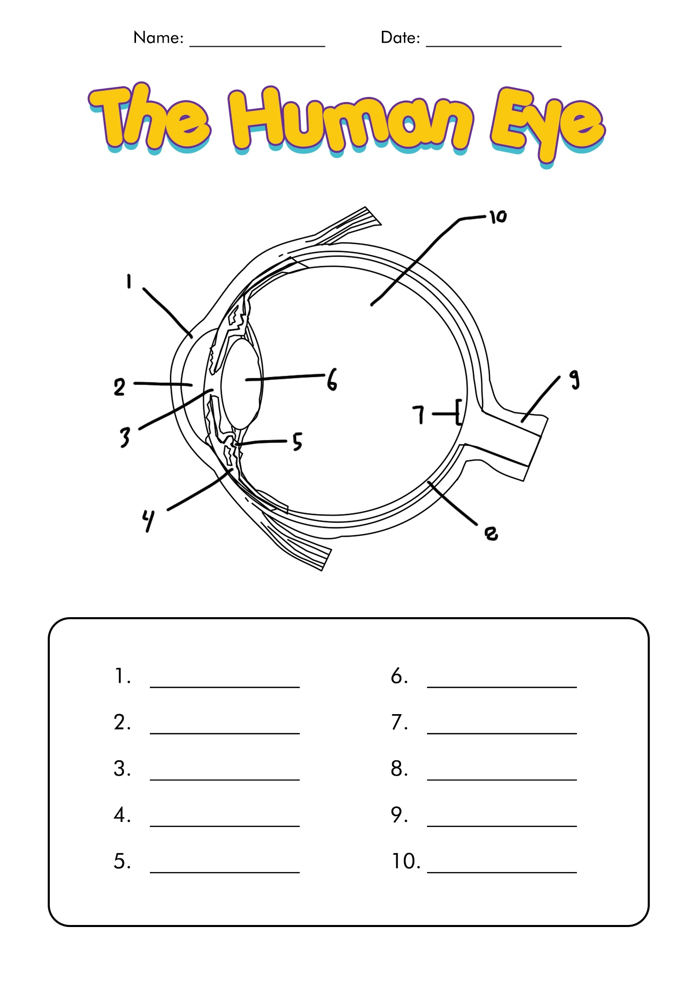 Parts Of The Eyes Worksheet Parts Of The Eyes Worksheet