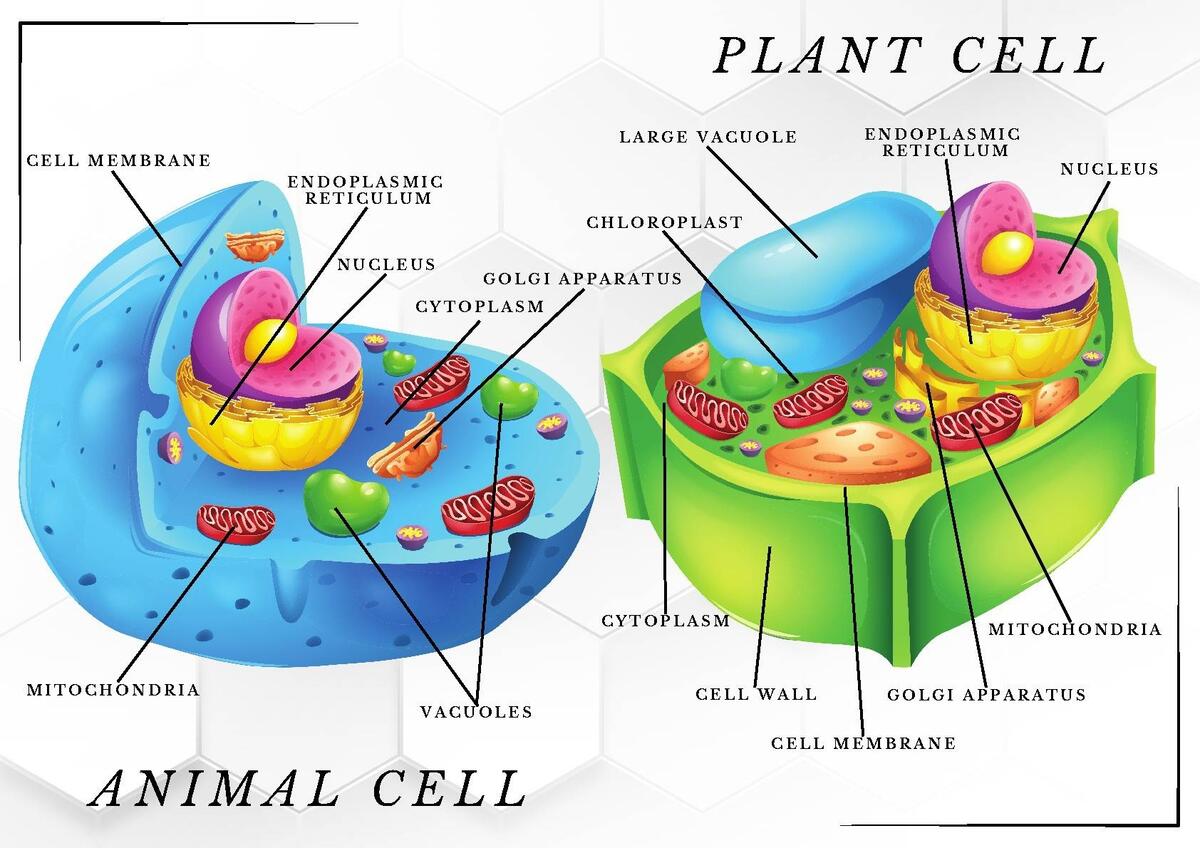 Plant Animal Cell Diagram With Fillable Worksheet By Mr Evaskevich Plant Animal Cell Diagram With Fillable Worksheet By Mr Evaskevich