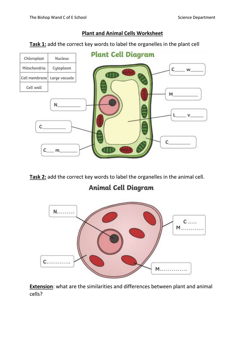 Plant Animal Cells Worksheet Labeling Comparison