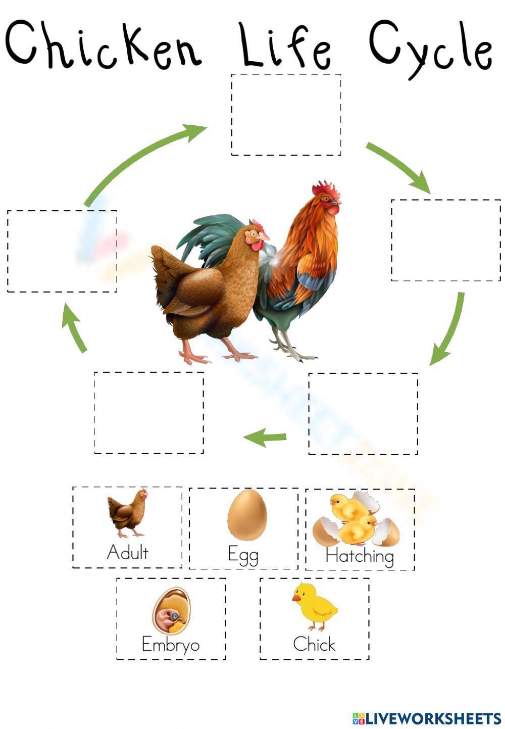 Printable 3rd Grade Chicken Life Cycle Worksheets Printable 3rd Grade Chicken Life Cycle Worksheets