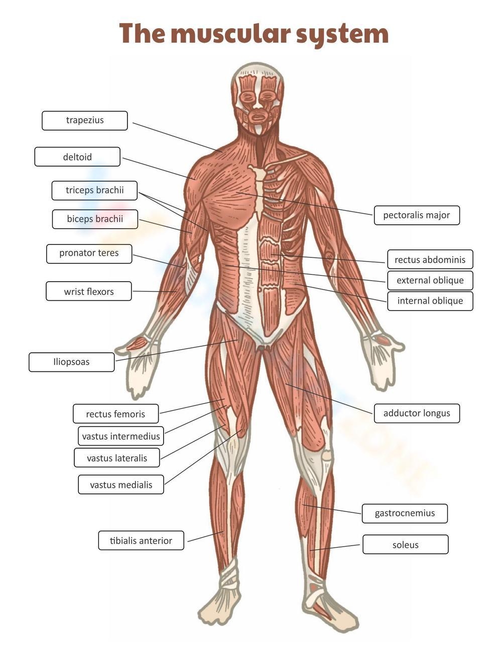 Printable 9th Grade Muscular System Worksheets Printable Muscular System Worksheets