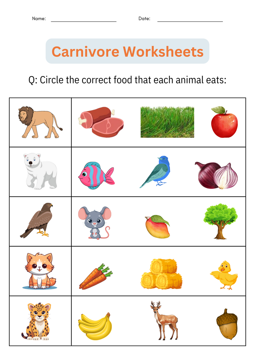 Printable Animal Classification Carnivore Worksheets Activities For Grade 1 2 Made By Teachers Printable Animal Classification Carnivore Worksheets Activities For Grade 1 2 Made By Teachers
