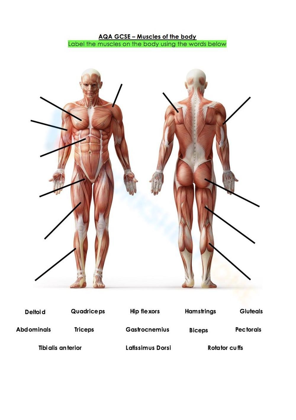 Printable Muscular System Worksheets Printable Muscular System Worksheets