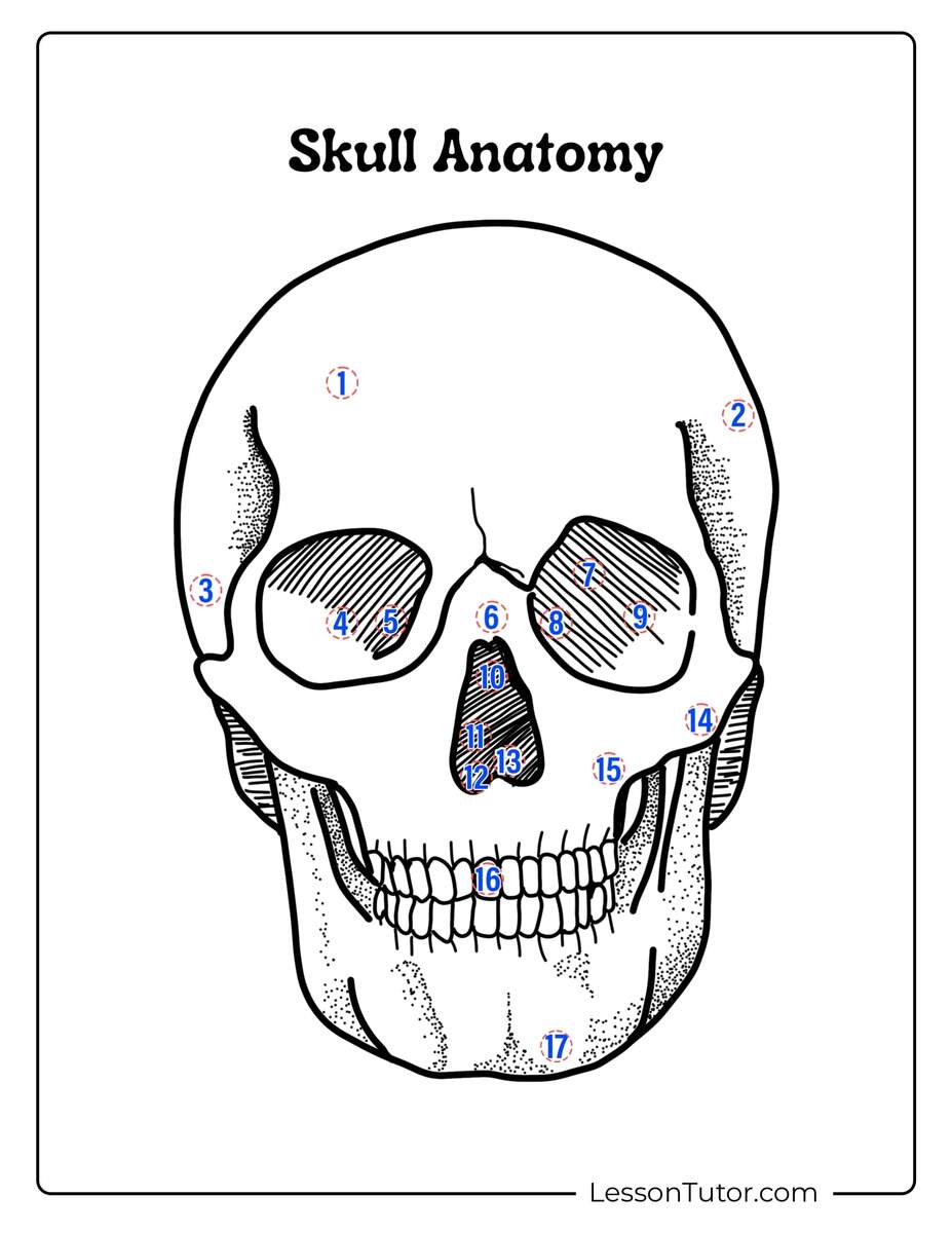 Skeleton System Worksheets Free Coloring Pages PDF Printables And Worksheets Lesson Tutor 11 Human Skull Labeling Worksheet Free PDF At Worksheeto