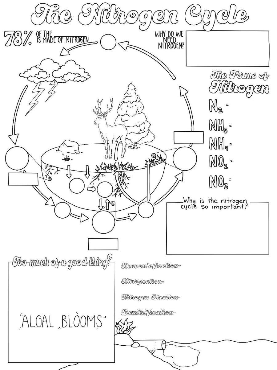 The Nitrogen Cycle Sketch Notes By Creativity Meets Cognition TPT